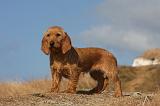 BASSET FAUVE DE BRETAGNE 043